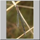 Ischnura elegans - Grosse Pechlibelle w03.jpg